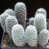 Rebutia_heliosa_theresae